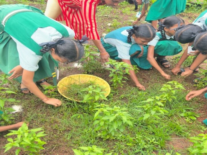 Kitchen Garden