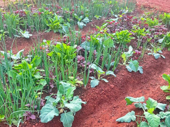 Kitchen Garden